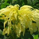 Chinese Spinach   Yellow Joseph's Coat Amaranthus ,150 seeds    #IEB4