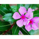 Flower seeds Dwarf Pink Periwinkle Seeds  Vinca Rosea Delicata,100 seeds #IEB4