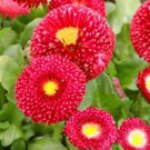 Flower Seeds  Red Bellis Perennis Super Enorma 150 seeds, easy to grow   #IEB4