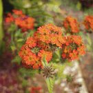 flower seeds Verbena Apricot Seeds  Hybrids Nana Compacta, easy to grow #IEB4