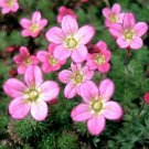 Flower Seeds Saxifraga Purple Robe 200 seeds, great for your garden    #IEB4