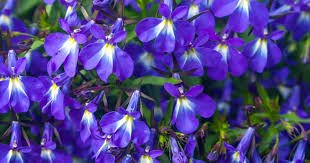 flower seeds Blue Carpet Lobelia Erinus 100 seeds  #IEB4