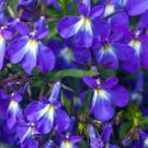 flower seeds Blue Carpet Lobelia Erinus 100 seeds  #IEB4