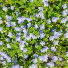 flower seeds Creeping Speedwell  blue 100 seeds, easy to grow #IEB4