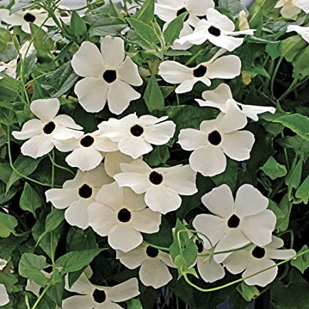 Flower Seeds   White Black Eyed Susan Thunbergia Alata Sunrise 10 seeds  #IEB4