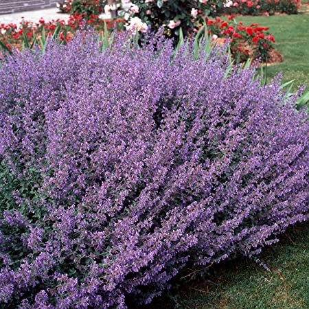 200 catmint Herb Seed Deer Resistant Perennial.   easy to grow  #IEB5