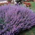 200 catmint Herb Seed Deer Resistant Perennial.   easy to grow  #IEB5