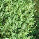 Herb Seeds witner thyme  500 seeds   #IEB5