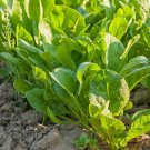 Herb Seeds Large Leaf Sorrel,200 seeds  #IEB5