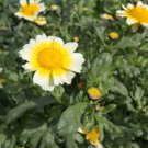 Shungiku  Edible Chrysanthemum Medicinal 500 seeds  #IEB5