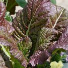 Osaka Purple Mustard 200 Seeds, easy to grow    #IEB5
