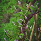 50 Seeds Red Malabar Spinach   #IEB5