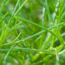 Saltwort Seed Salsola Komarovii 150 seeds, easy to grow  #IEB5