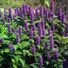 Hyssopus officinalis Medicinal And culinary herb. 200 seeds  #IEB5