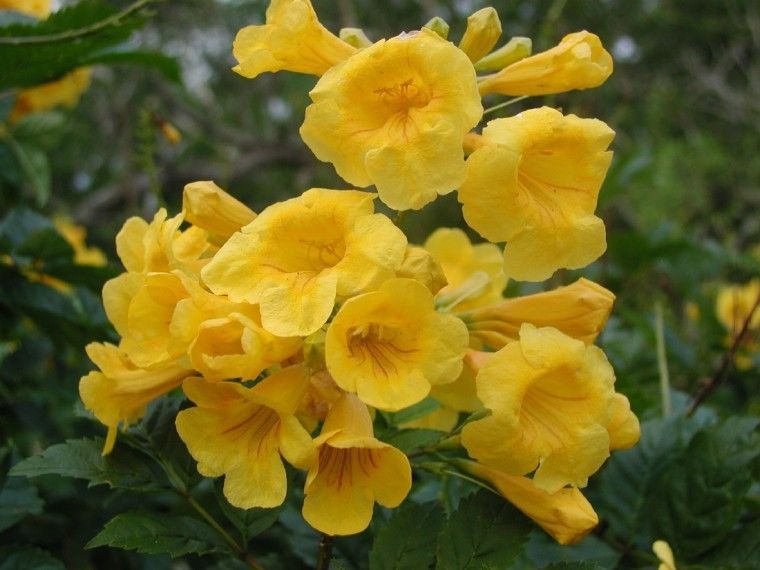 flower seeds Esperanza Tecoma Stans  Yellow Bells Native 25 seeds, easy to grow  #IEB6