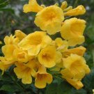 flower seeds Esperanza Tecoma Stans  Yellow Bells Native 25 seeds, easy to grow  #IEB6