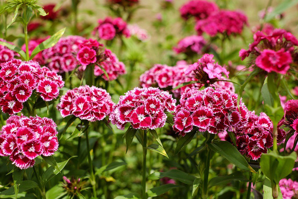 flower seeds  Sweet William a Carnation , 50 seeds  #IEB6