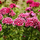 flower seeds  Sweet William a Carnation , 50 seeds  #IEB6