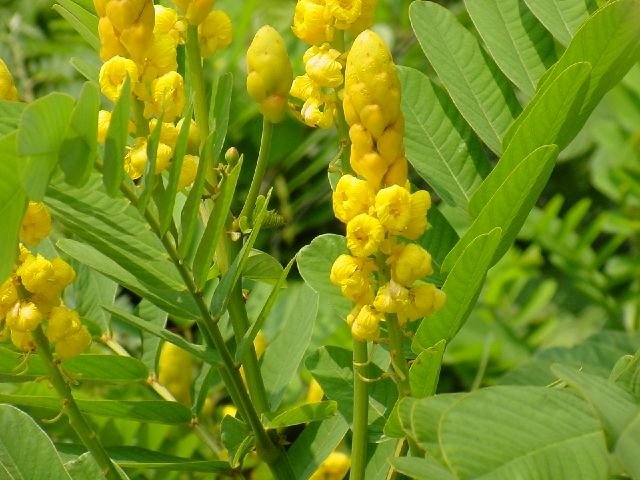flower seeds Candlestick Candle Bush Cassia Alata Senna, 25 seeds  #IEB6