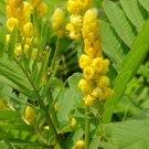 flower seeds Candlestick Candle Bush Cassia Alata Senna, 25 seeds  #IEB6