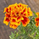 40 seeds Marigold French Seeds, great for your garden     #IEB6
