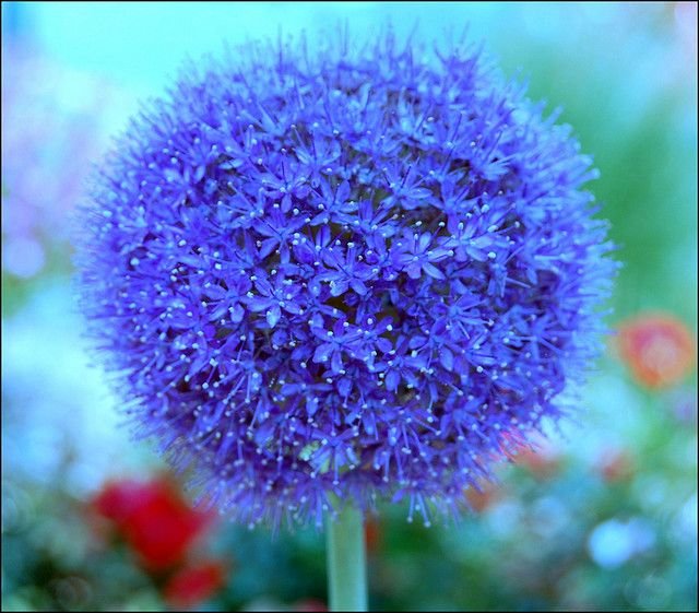 flower seeds  Blue Giant Allium Giganteum, 40 Seeds #IEB6