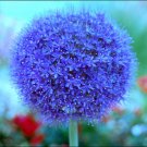flower seeds  Blue Giant Allium Giganteum, 40 Seeds #IEB6