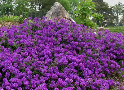 100 fresh seeds Moss Verbena purple   ,easy to grow  #IEB6