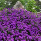 100 fresh seeds Moss Verbena purple   ,easy to grow  #IEB6