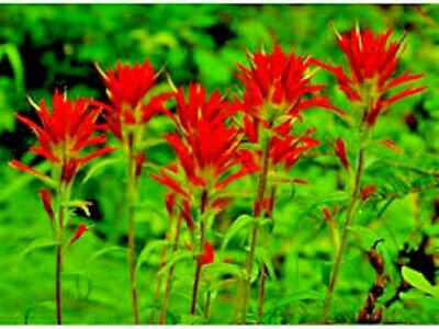 50 fresh seeds Prairie Fire aka Paintbrush   ,easy to grow  #IEB6