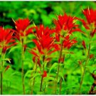 50 fresh seeds Prairie Fire aka Paintbrush   ,easy to grow  #IEB6
