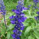 flower seeds Blue Sage Mealy perennia blue white blooms, 50 seeds   #IEB6