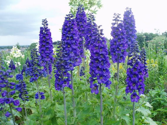 30 seeds Delphinium Cultorum  King Arthur, easy to grow   #IEB6