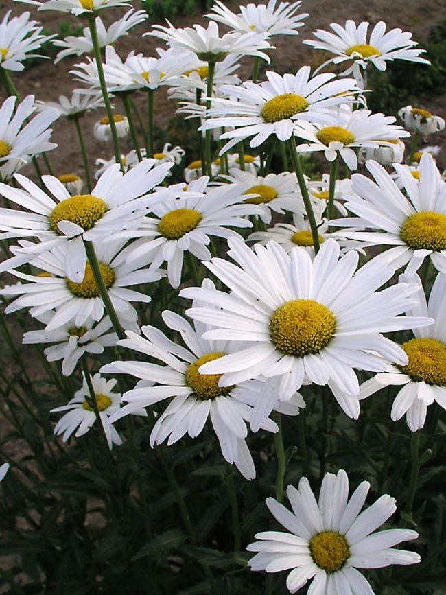 Нивяник Leucanthemum