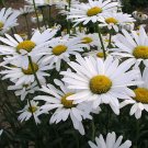 45 seeds Shasta Daisy  Alaska  Chrysanthemum Maximum Flower Seeds #IEB6