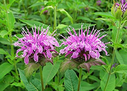 100 Seeds Bergamot Wild Bee Balmaka Monarda Fistulosa   #IEB6