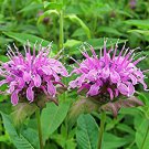 100 Seeds Bergamot Wild Bee Balmaka Monarda Fistulosa   #IEB6