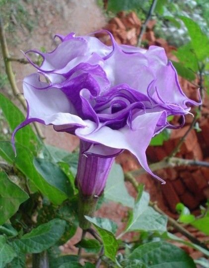 25 seeds Datura aka Deep Purple Moon Flower, easy to grow      #IEB6