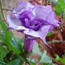 25 seeds Datura aka Deep Purple Moon Flower, easy to grow      #IEB6