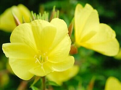 30  Evening Primrose Seeds  Yellow  Biennial   Wildflower, easy to grow  #IEB8