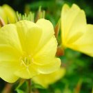 30  Evening Primrose Seeds  Yellow  Biennial   Wildflower, easy to grow  #IEB8