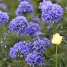 flower seeds 25 Globe Gilia , easy to grow    #IEB8