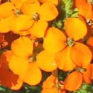 50 seeds English Wall  Perennial Yellow-orange  #IEB8