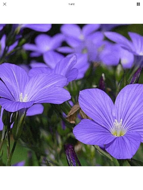 flower seeds California Mountain Phlox Linanthus, 25 seeds #IEB8