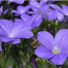 flower seeds California Mountain Phlox Linanthus, 25 seeds #IEB8