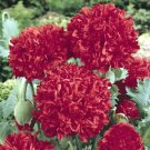 Giant Double Red Peony Poppy 10 Seeds , easy to grow     #IEB8