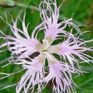 flower seeds Snowflake Dianthus seeds Delicate Blooms,25 seeds   #IEB8