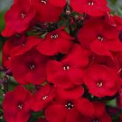 25 seedsRed Phlox  Drummondii Fragrant, easy to grow     #IEB8