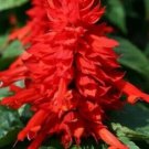 flower seeds Salvia Bonfire 50 Seeds , easy to grow     #IEB8