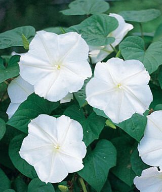 Flower Seeds Moon  night blooming  Datura Inoxie 5 seeds , easy to grow     #IEB8